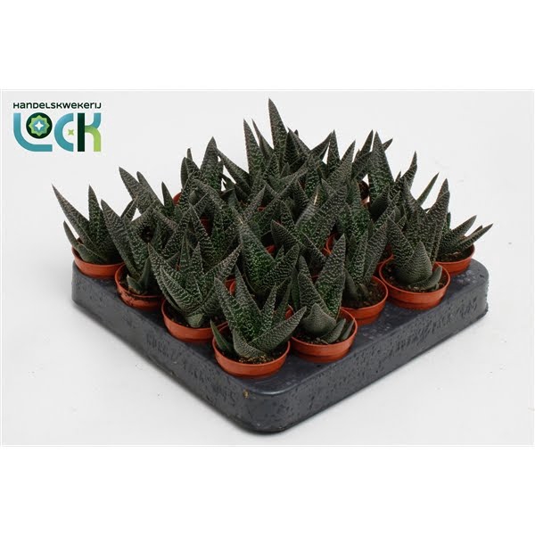 <h4>Haworthia Gasworthia 'Royal Highness</h4>