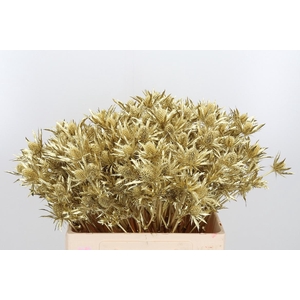 Eryn Orion Kl Bh Goud