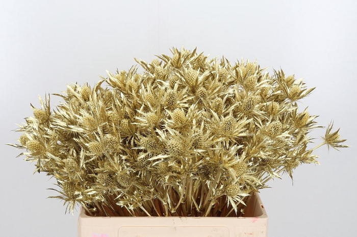 <h4>Eryn Orion Kl Bh Goud</h4>