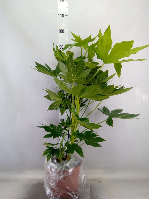 <h4>Fatsia japonica   ...</h4>