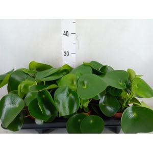 Peperomia polybotrya 'Raindrop'