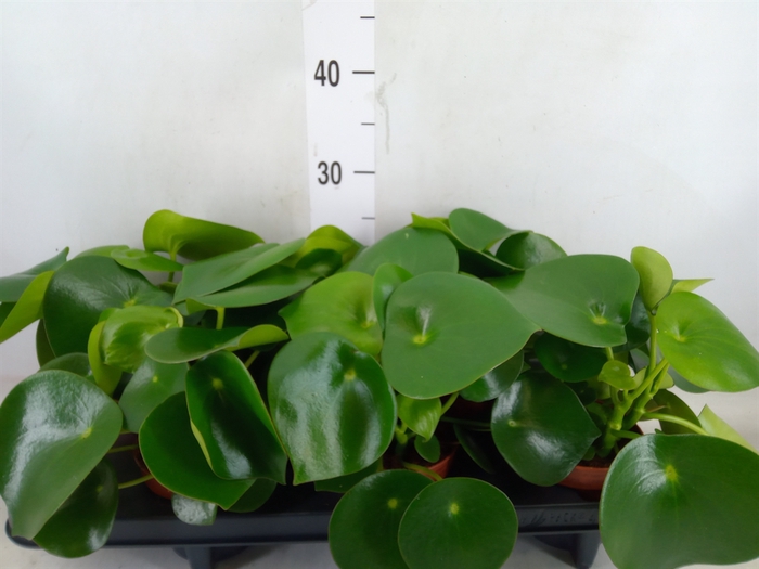 <h4>Peperomia polybotrya 'Raindrop'</h4>