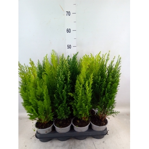 Conifers   ...mix