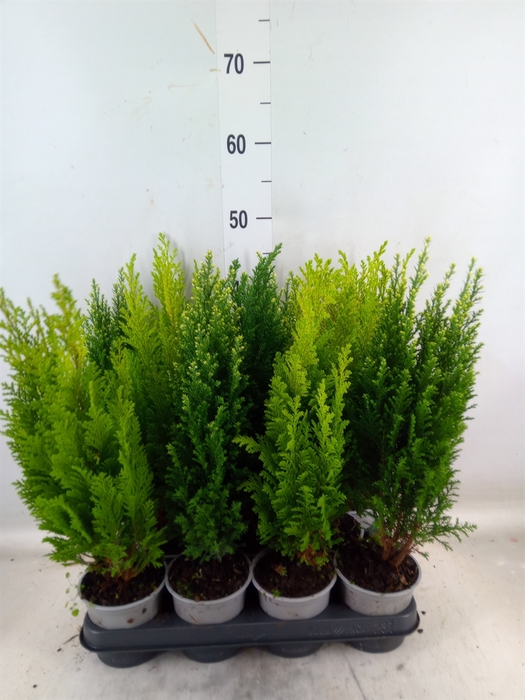 <h4>Conifers   ...mix</h4>