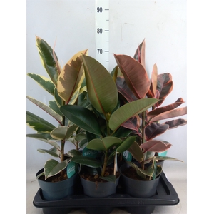 Ficus elastica   ...