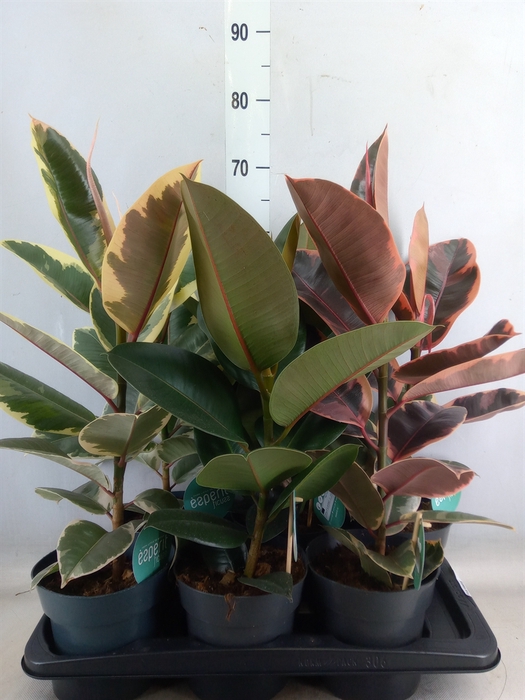 <h4>Ficus elastica   ...</h4>