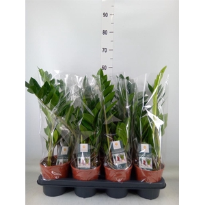 Zamioculcas zamiifolia