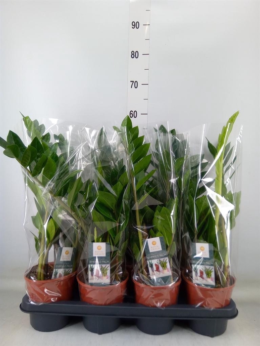 <h4>Zamioculcas zamiifolia</h4>