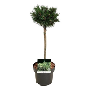 Pinus mugo 'Benjamin'