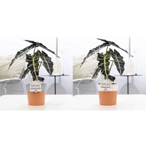 Alocasia Polly in P&PURE Terra Cotta 4 ass. 2