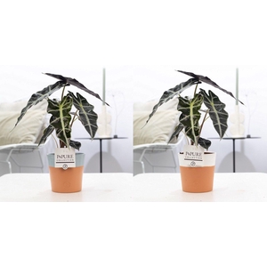 Alocasia Polly in P&PURE Terra Cotta 4 ass. 2