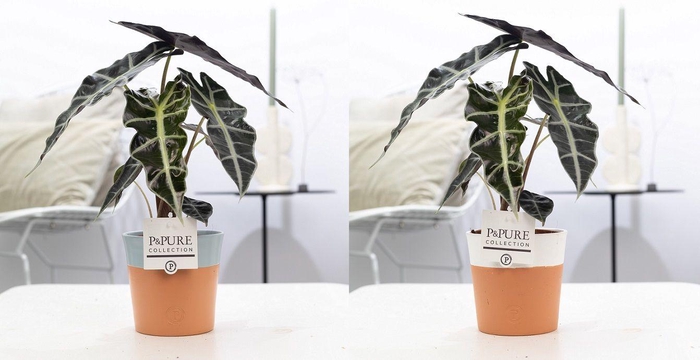 <h4>Alocasia Polly in P&PURE Terra Cotta 4 ass. 2</h4>