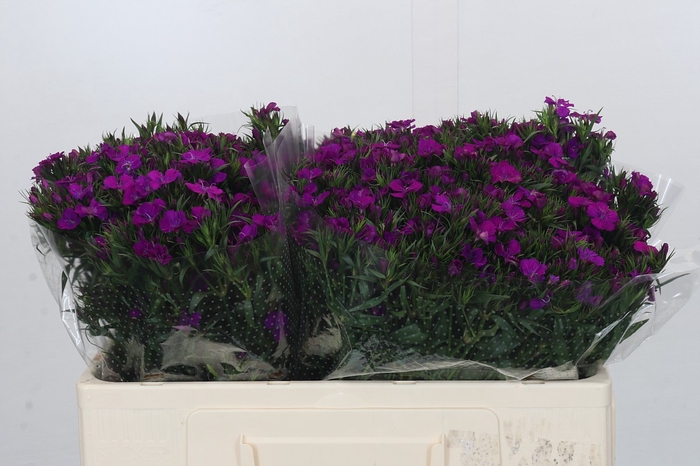 <h4>Dianthus Br Amazon Neon Purple</h4>