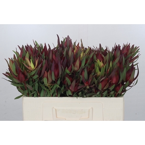 Leucadendron Saf Sunset Dark R.Spray