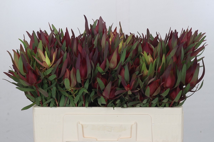 Leucadendron Saf Sunset Dark R.Spray