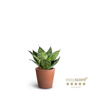 SANSEVIERIA TRIFASCIATA