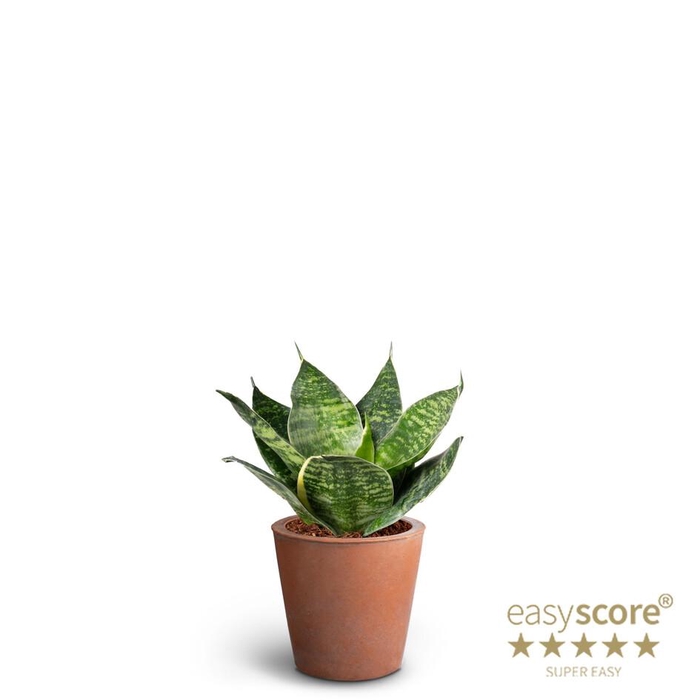 <h4>SANSEVIERIA TRIFASCIATA</h4>