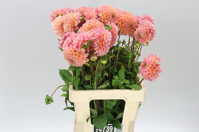 <h4>Dahlia Linda's Baby</h4>