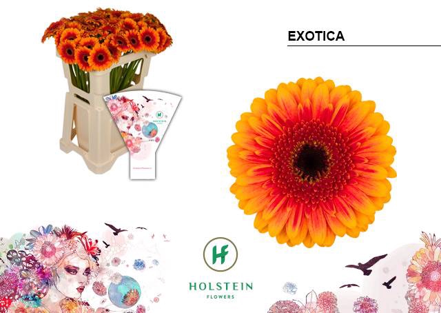 <h4>GE MI EXOTICA</h4>