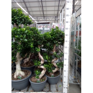 Ficus microcarpa 'Ginseng'