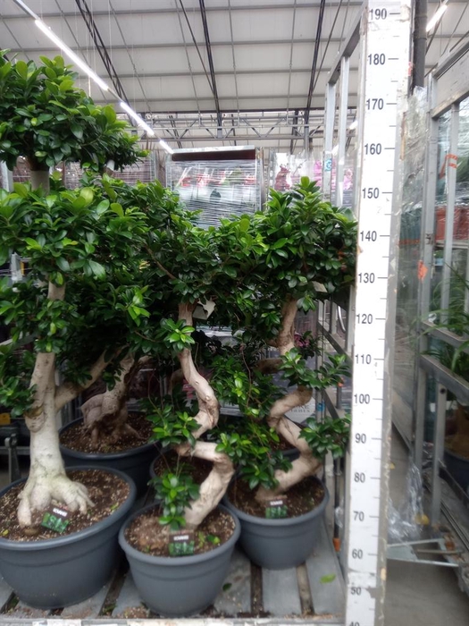 <h4>Ficus microcarpa 'Ginseng'</h4>
