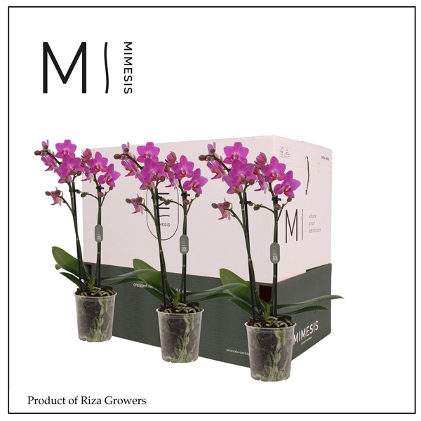 <h4>Mimesis Phal. Dark Pink - 2 spike 9cm Less Plastic</h4>