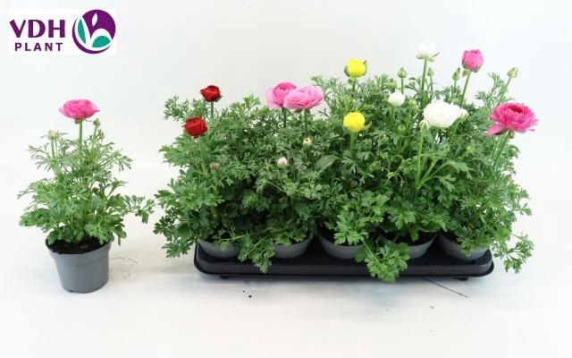 <h4>RANUN SPRINK GEM</h4>