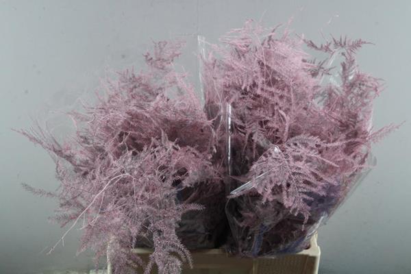 <h4>Asp Middel Getopt Rose *</h4>