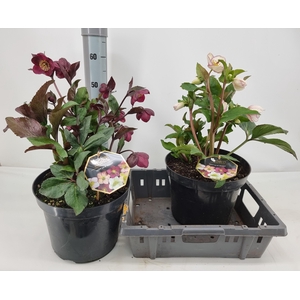 HELL HGC ICE N R GEM