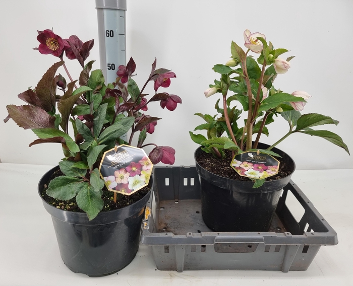 <h4>HELL HGC ICE N R GEM</h4>