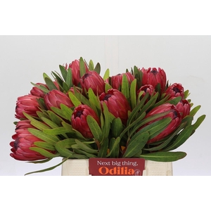Protea Red Ice