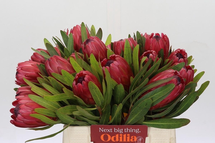 <h4>Protea Red Ice</h4>