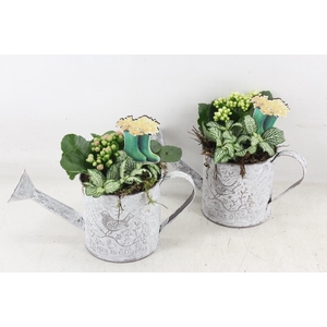 Arr2 Td - Zink Gieter - Roze/wit