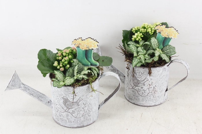 <h4>arr2 TD - Zink gieter - roze/wit</h4>