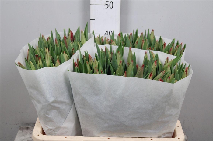 <h4>Tu En Strong Power</h4>