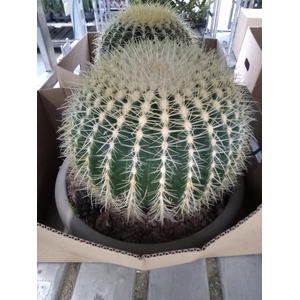 Echinocactus grusonii