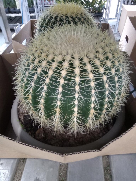 <h4>Echinocactus grusonii</h4>