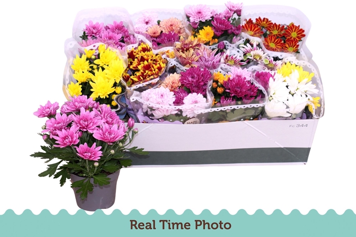 <h4>CHRYS GEM 6 KL</h4>