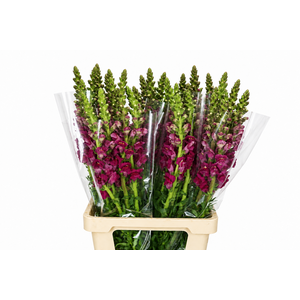 Antirrhinum Potomac Purple