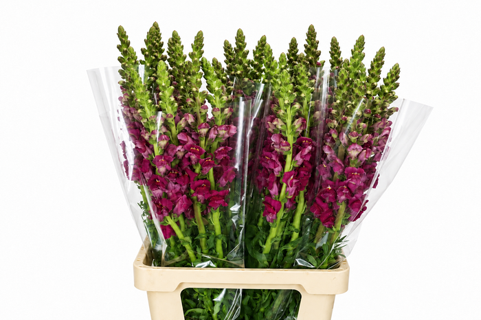 <h4>Antirrhinum Potomac Purple</h4>