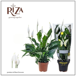 Spathiphyllum Sweet Curiosa