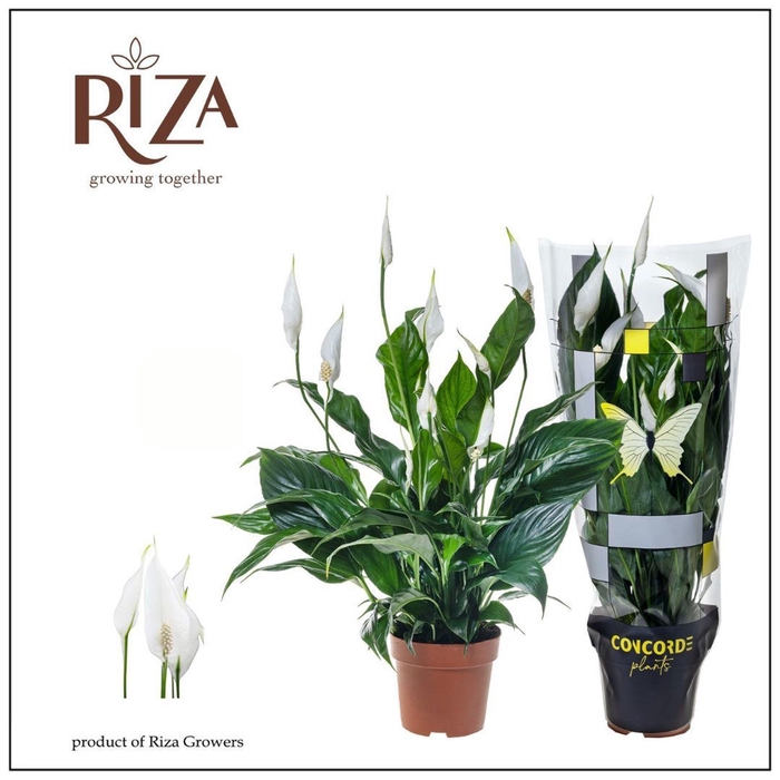<h4>Spathiphyllum Sweet Curiosa</h4>