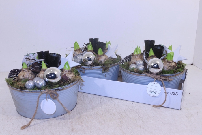 <h4>ARR HYACINTH</h4>