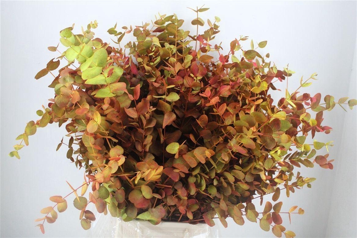 <h4>Euca Cinerea De Luxe 200gr P Bunch</h4>
