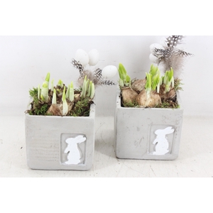 arr4 Narcis MB - Ker. 4kant kl. met haas