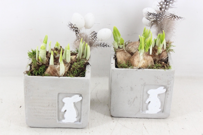 <h4>arr4 Narcis MB - Ker. 4kant kl. met haas</h4>