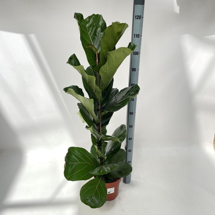 <h4>FICUS LYRATA</h4>