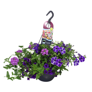 'Weekaanbieding; Hangpotten 27 waterreservoir Mix 09 Paars/witte mix