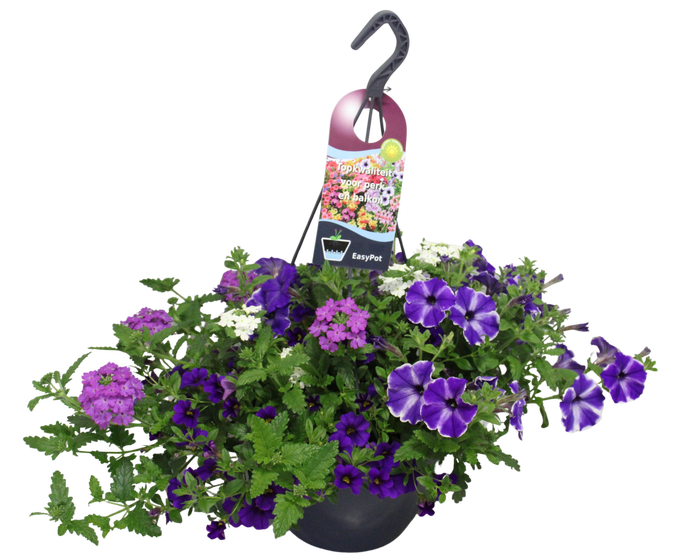 <h4>'Weekaanbieding; Hangpotten 27 waterreservoir Mix 09 Paars/witte mix</h4>