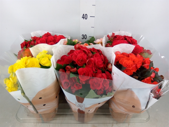<h4>Begonia elat. DU   ...mix</h4>